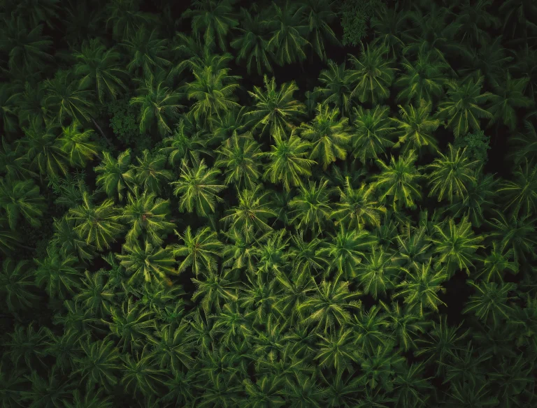Biosolvit – Biomassa por um meio ambiente melhor