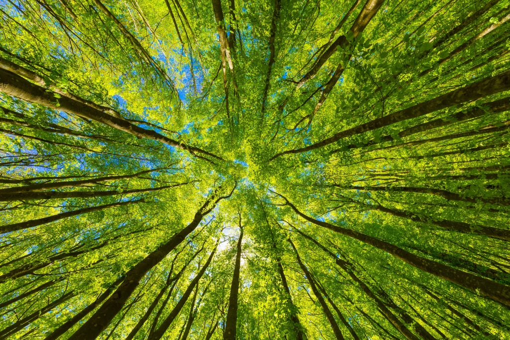 Epioneers é o Crypto Climate Bank que surge para revolucionar o mercado de crédito de carbono
